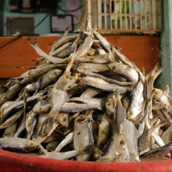Muthakendai Podi Karuvadu (முத்தகெண்டை பொடி கருவாடு)